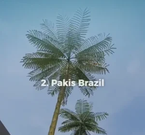 Pohon Pakis Brazil di Citraland BSB City